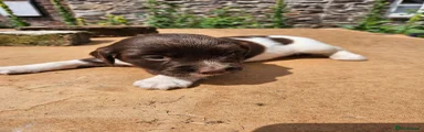 English Springer Spaniel 6