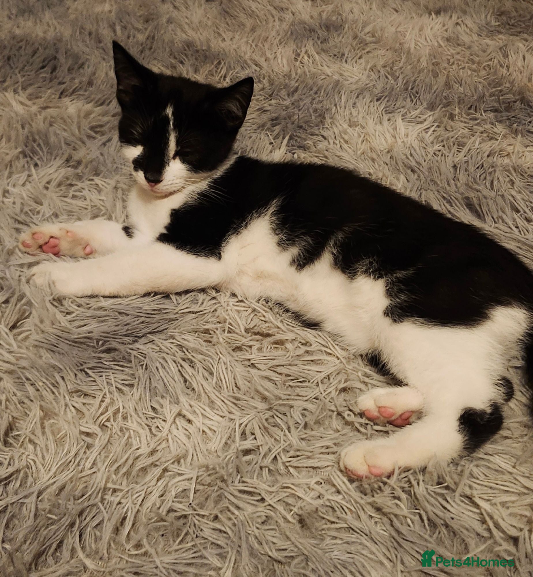 Mixed Breed cats £20 kittens for sale  - Advert 1