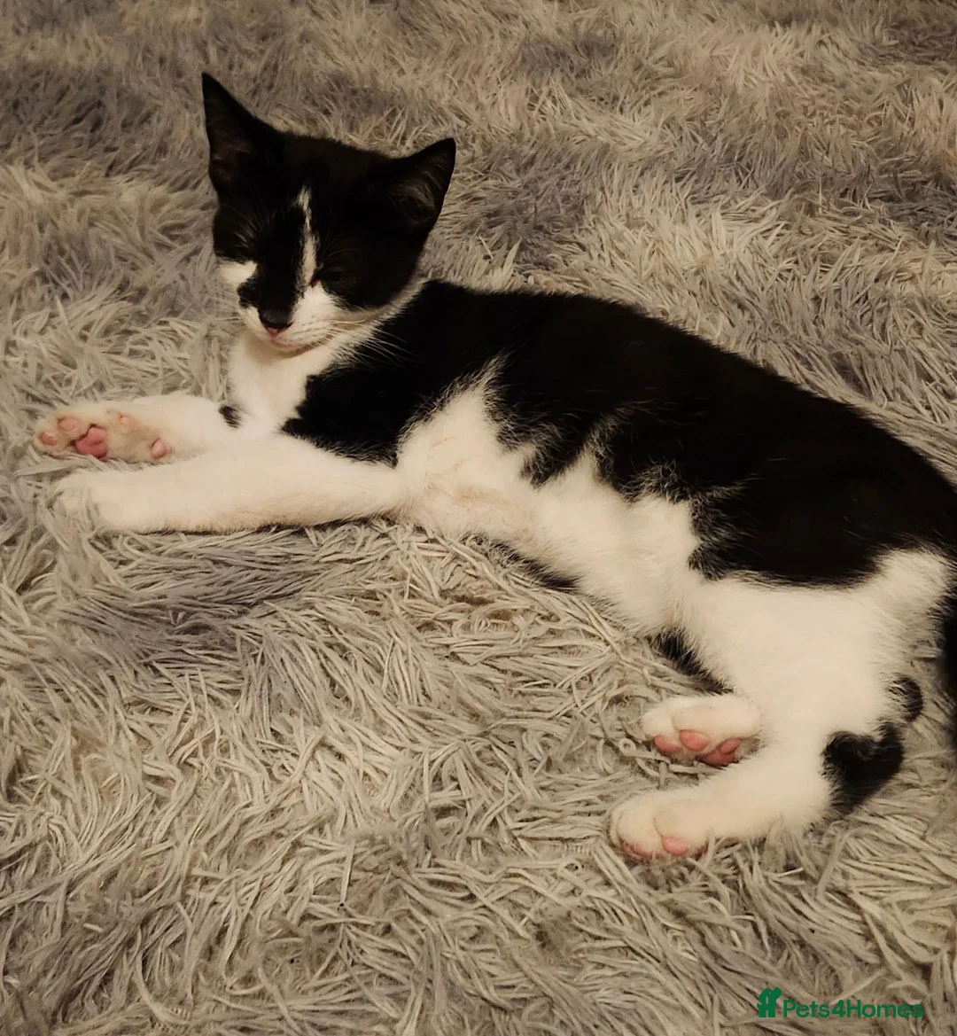 Mixed Breed cats for sale: £20 kittens for sale  - Advert 1