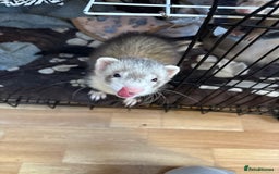 Ferret rodents for sale: Polecat hob, part angora albino Jill - Image 4