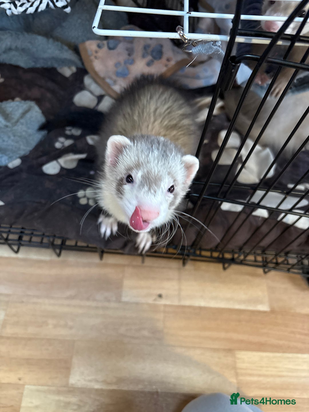 Ferret rodents for sale: Polecat hob, part angora albino Jill - Image 4