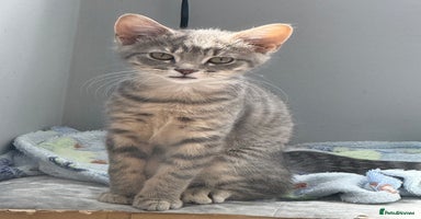 Mixed Breed cats - Advert 3