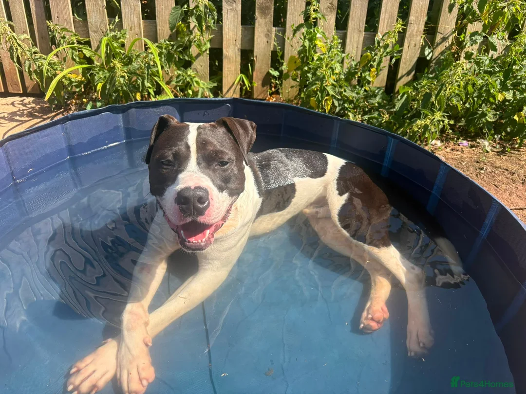 Mixed Breed dogs for adoption: Winston - Staffy Cross for Adoption (24 kgs) in Wells - Advert 4