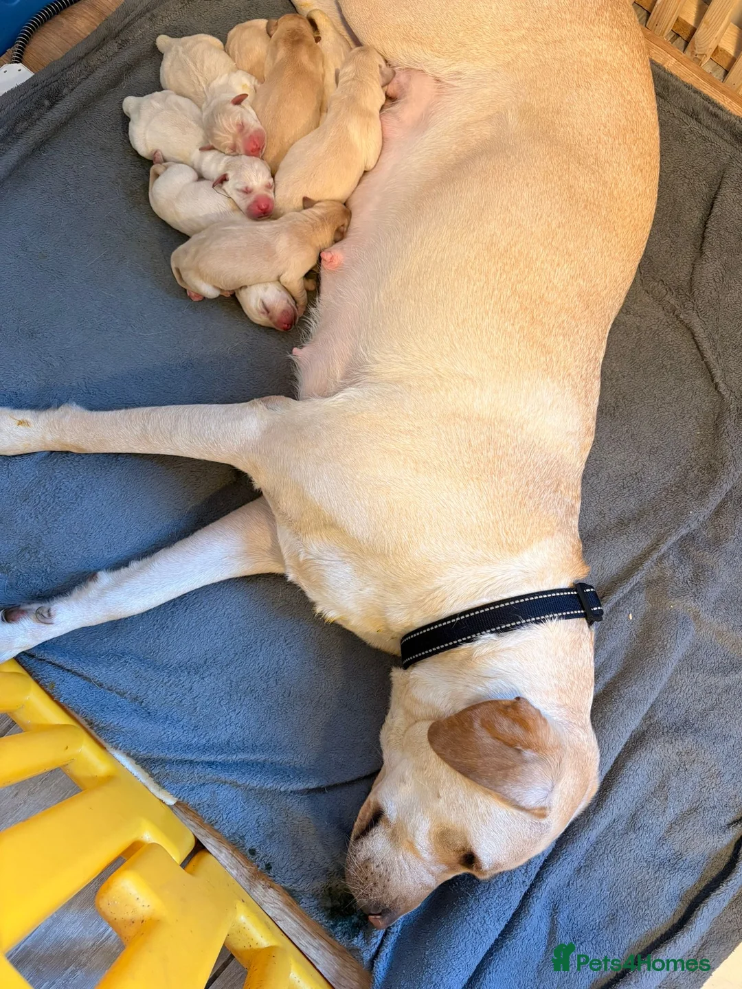 Labrador Retriever dogs for sale: 8 Adorable puppies looking for forever homes  - Advert 33