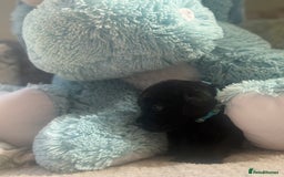 Cockerdor dogs for sale: 🐶Cockerdor Puppies 🐶 - Image 16