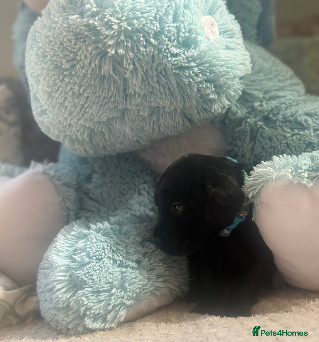 Cockerdor dogs for sale: 🐶Cockerdor Puppies 🐶 - Image 16