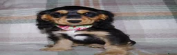Cocker Spaniel dogs for sale: Beautiful Show Cocker Spaniel Puppies  - Advert 35