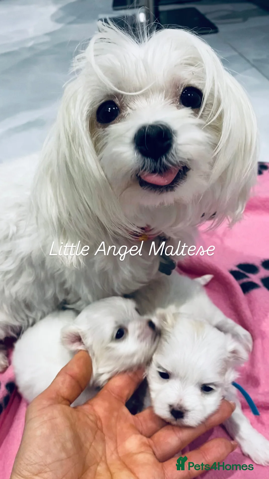 Maltese dogs for sale: ✨ Outstanding KC korean Maltese Puppies ✨ - Advert 16