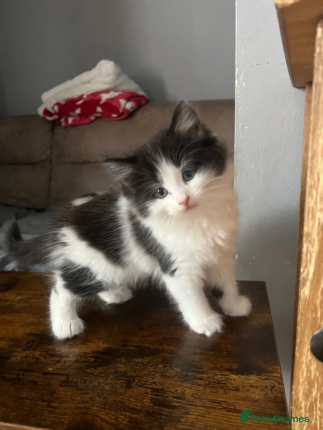 Mixed Breed cats for sale: Five adorable fluffballs looking for new homes - Advert 2