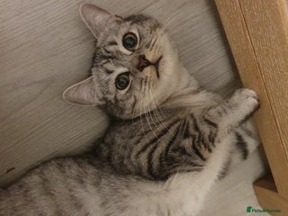 Mixed Breed cats - Advert 4