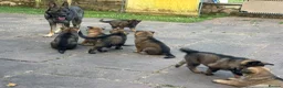 German Shepherd dogs for sale: Exceptional Working Line German Shepherd Puppies - Advert 10