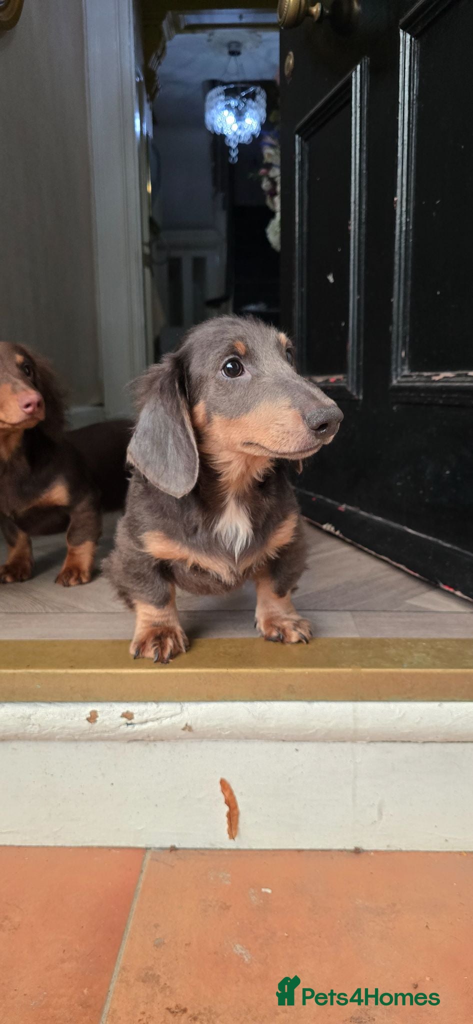 Miniature Dachshund dogs £1000 Last 2 LONGHAIR BOY  - Advert 16