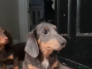 Miniature Dachshund dogs £1000 Last 2 LONGHAIR BOY - Advert 16