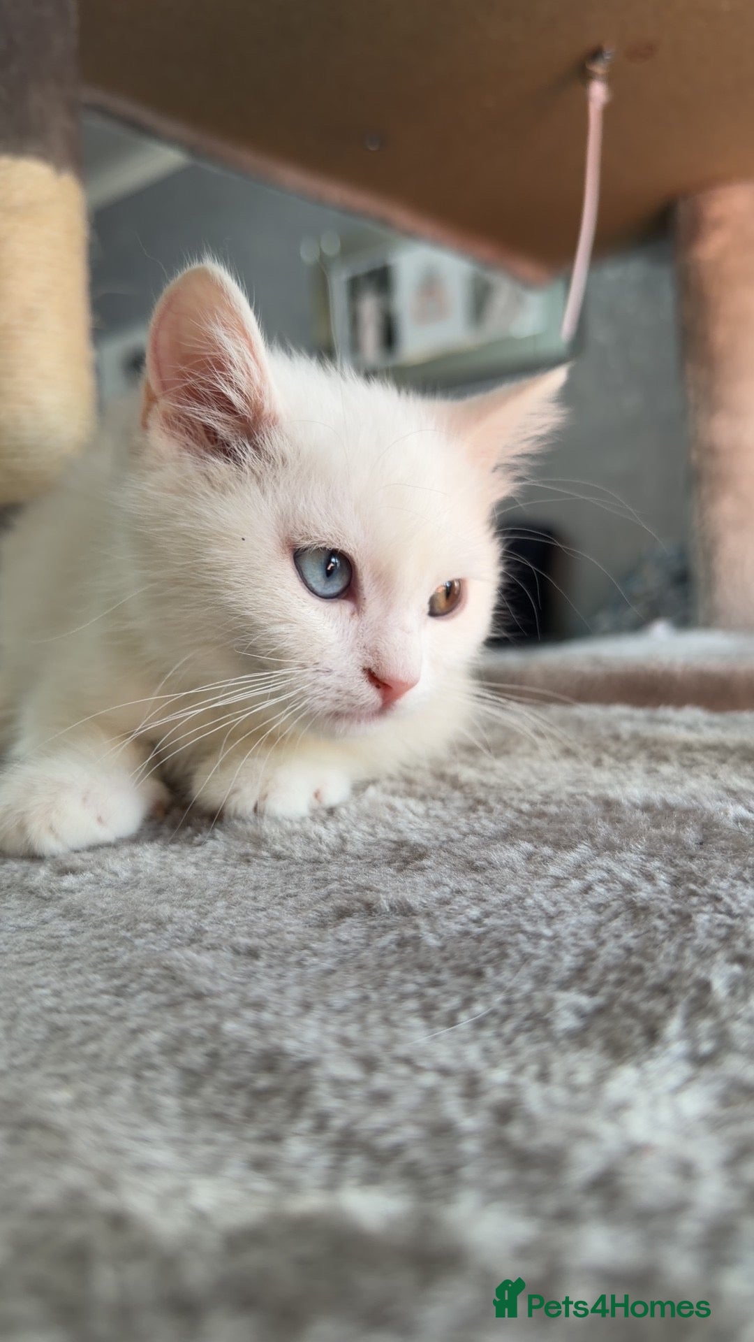 British Shorthair cats for sale:  White British shorthair  - Advert 19