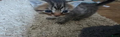 Mixed Breed Kitten 1