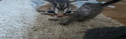 Mixed Breed cats for sale: 3 tabby kittens - Advert 2