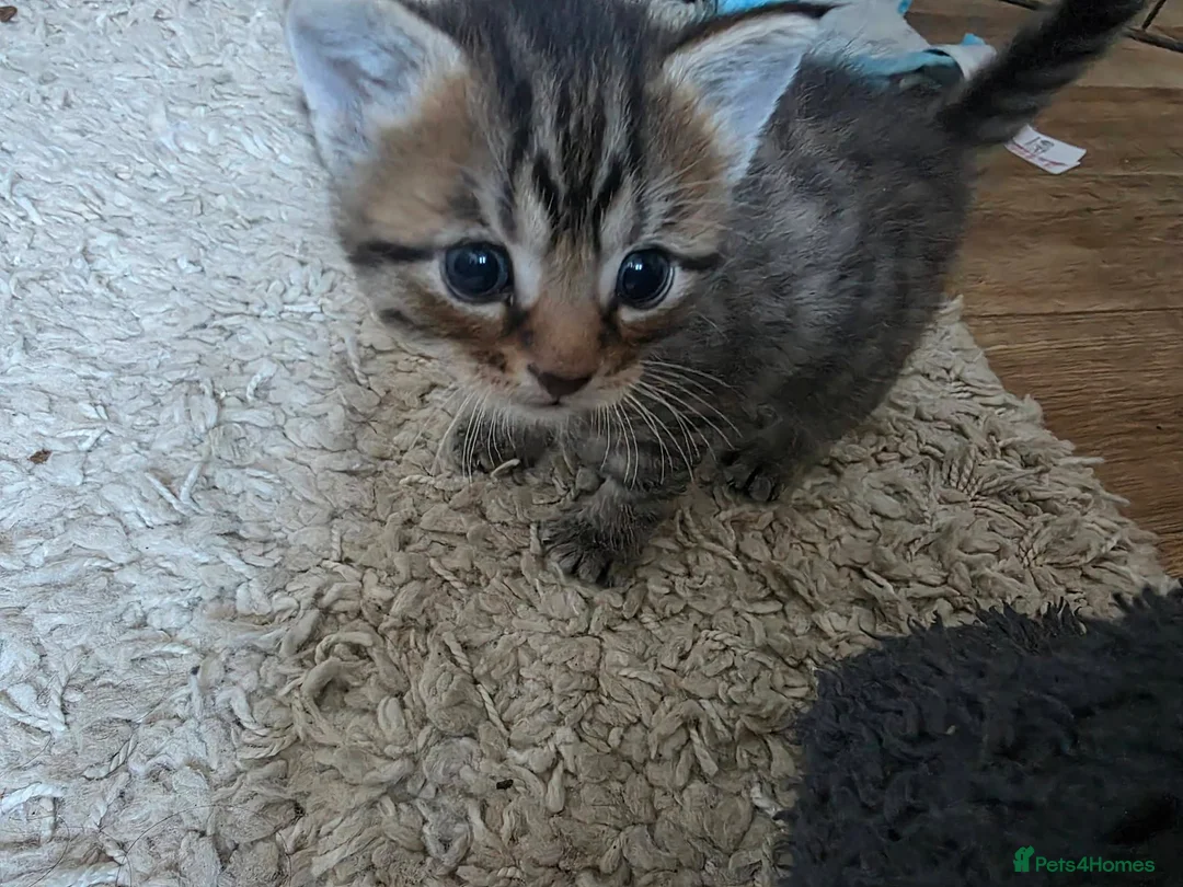 Mixed Breed cats for sale: 3 tabby kittens - Advert 2