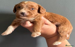 Cockapoo dogs for sale: F1 mini Cockapoos 30 dna health tested clear  - Image 6