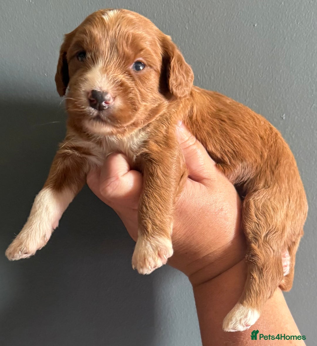 Cockapoo dogs for sale: F1 mini Cockapoos 30 dna health tested clear  - Image 6