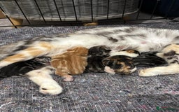 Mixed Breed cats for sale: Persian cross kitten - Image 4