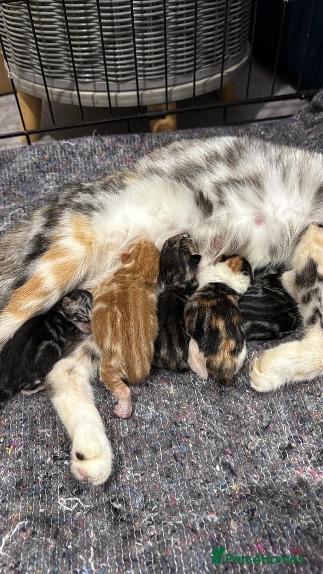Mixed Breed cats for sale: Persian cross kitten - Image 4