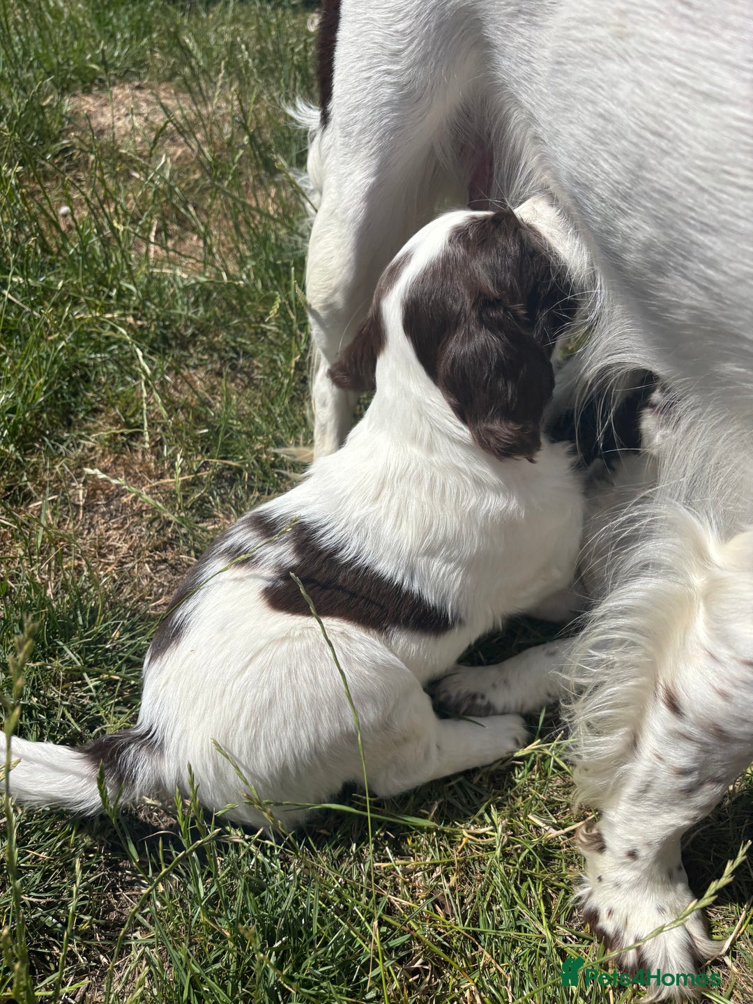 English Springer Spaniel dogs for sale: KENNEL CLUB Pedigree Springer Spaniel Puppies - Image 26