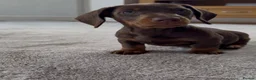 Miniature Dachshund dogs for sale: Gorgeous Last female 🫶🏼 - Advert 3