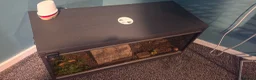 Tortoise reptiles for sale: Female horsefield tortoise in Redditch - Advert 2