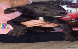 Mixed Breed dogs for sale: Mix breed  - Image 3