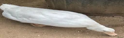 Mixed Breed poultry for sale: Chickens x 5 & 2 ducks in Sandy - Advert 4