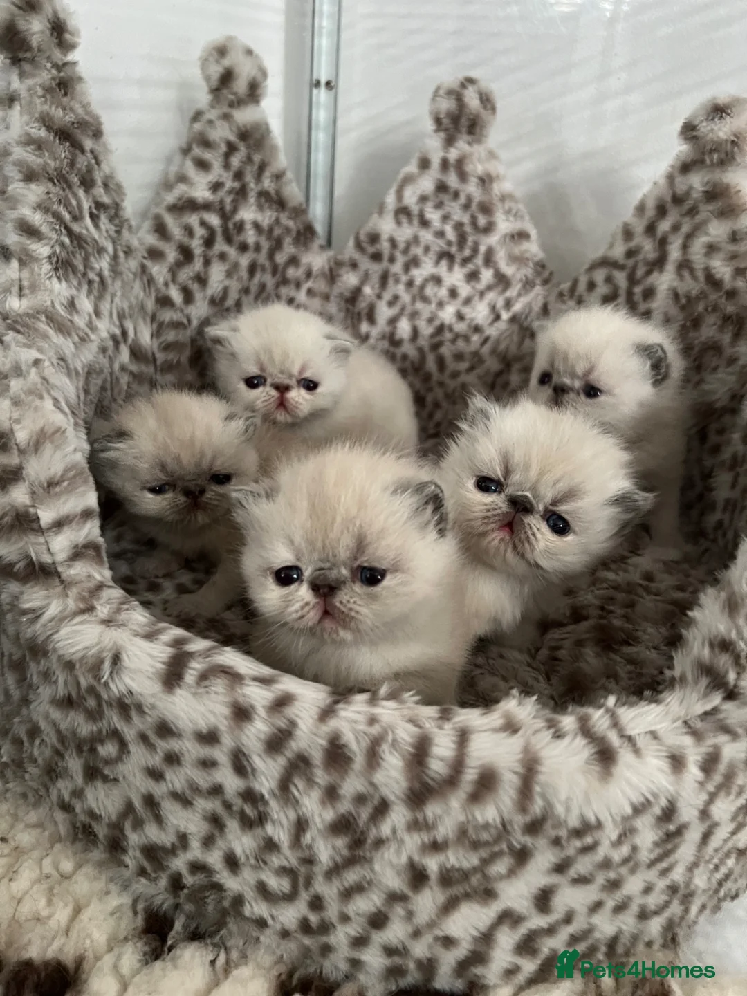 Exotic cats for sale: 🌟 Exotic x Persian Blue Point Kittens 🌟 - Advert 2
