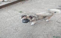 Mixed Breed dogs for sale: Akita  puppies for sale  - Image 26