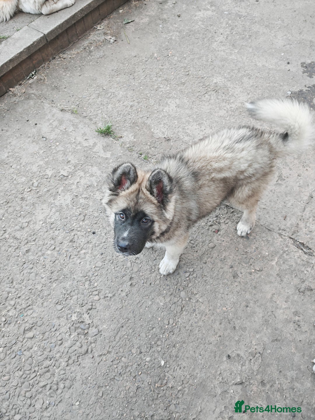 Mixed Breed dogs for sale: Akita  puppies for sale  - Image 26