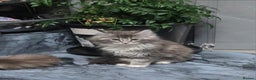 Maine Coon cats for sale: Giant maine coon kittens for sale  - Advert 25