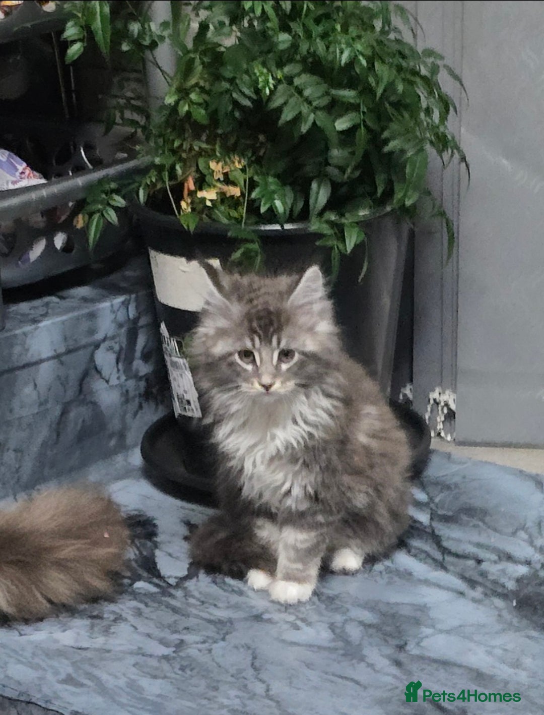 Maine Coon cats for sale: Giant maine coon kittens for sale  - Advert 25