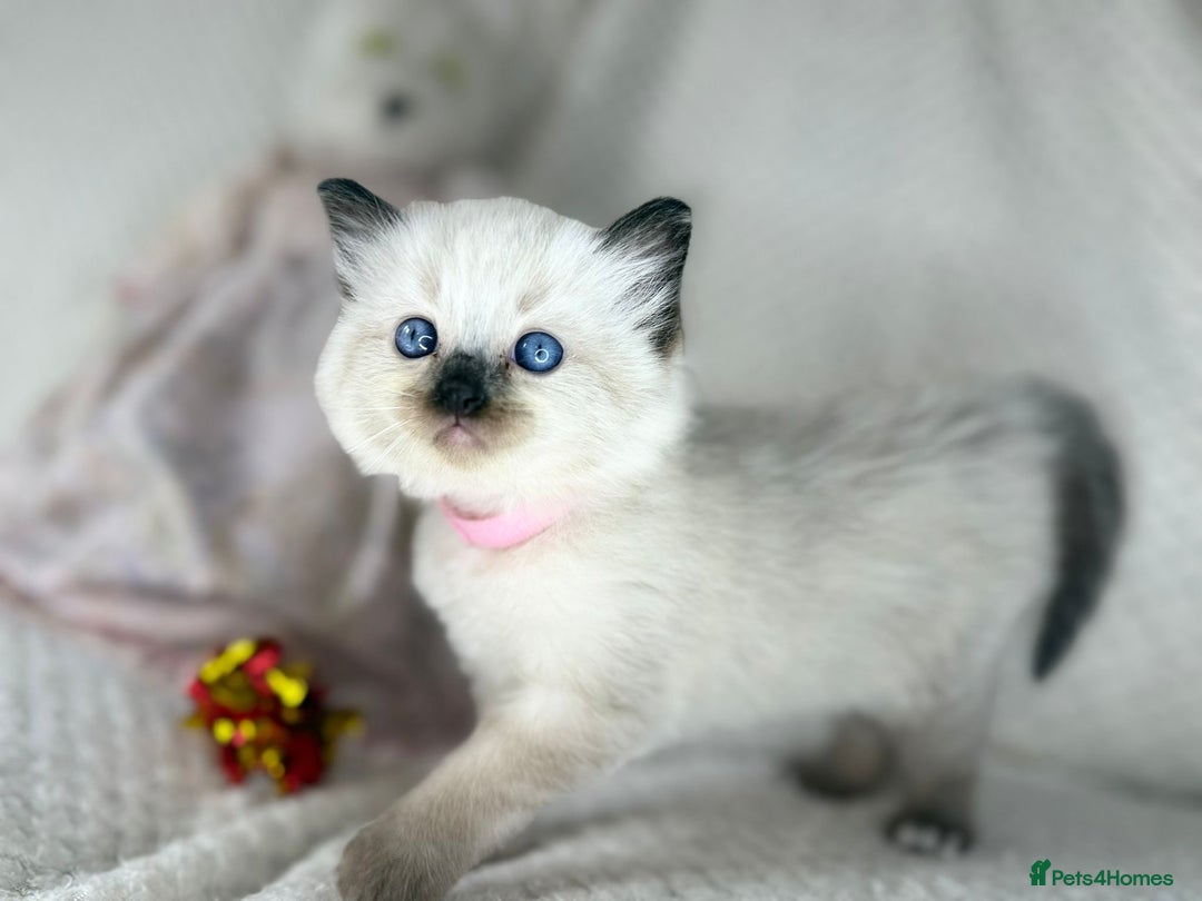 Ragdoll cats for sale: Stunning ragdoll kittens for sale  - Image 9