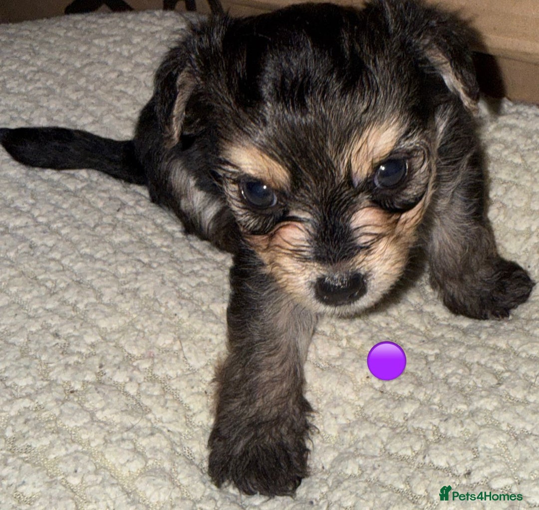 Mixed Breed dogs for sale: Five healthy puppies looking for a living home!  - Advert 12