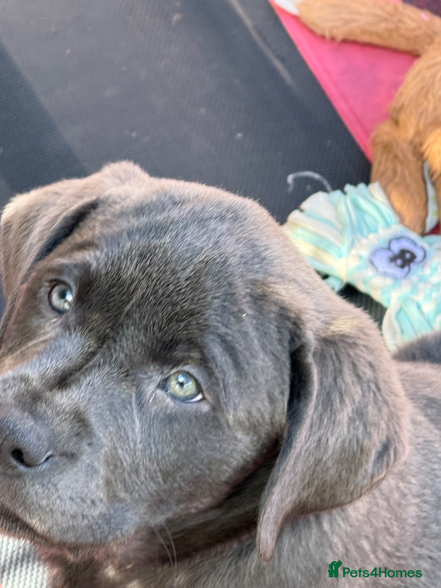 Labrador Retriever dogs READY NOW! LAST FEW BOYS KC Charcoal Labs - Tested - Advert 2