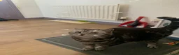 British Shorthair cats for sale: Experienced owner sought for rehoming in Rugby - Advert 4