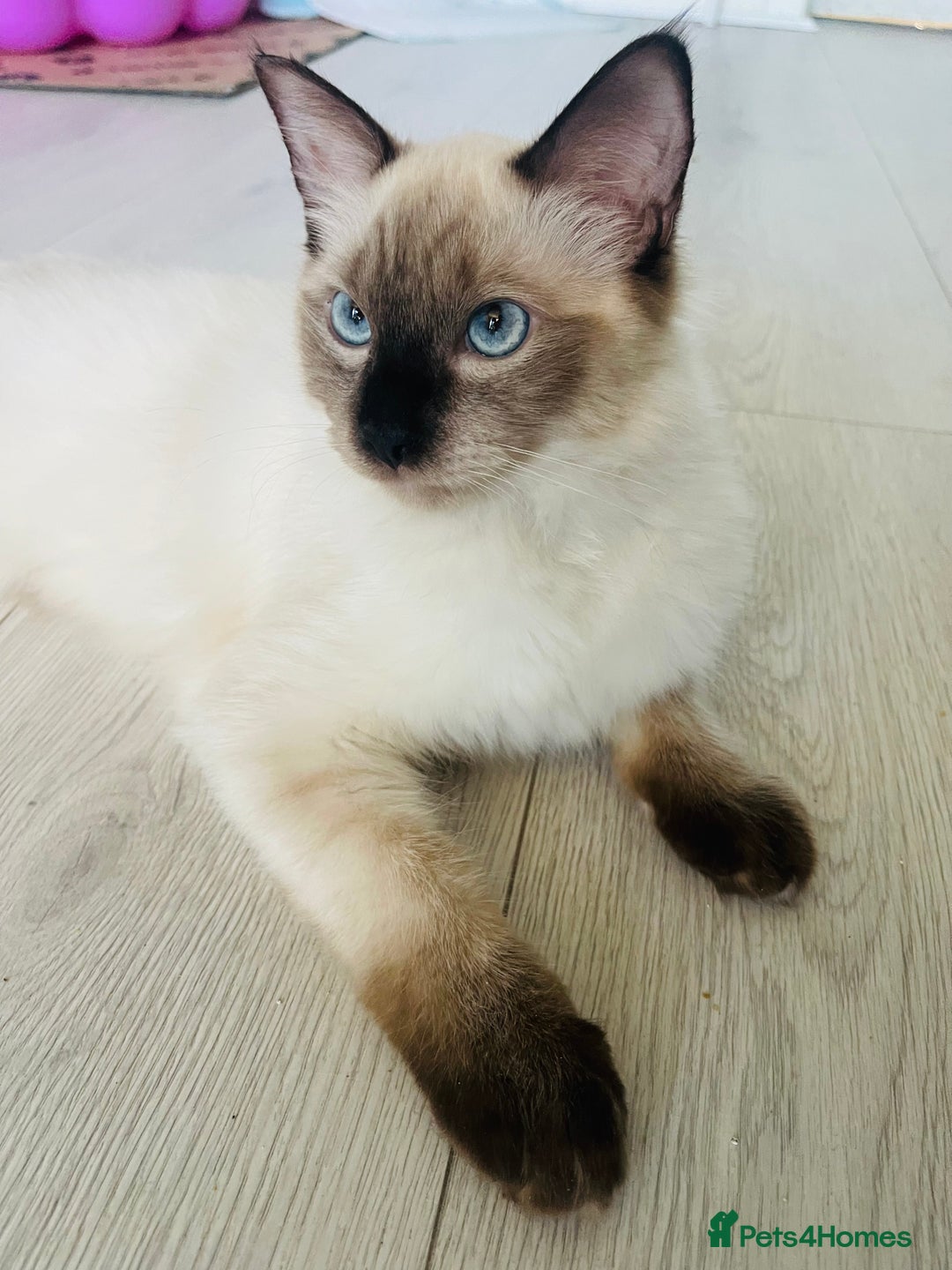Ragdoll cats for sale: 3 beautiful ragdoll kittens  - Advert 8