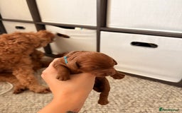 Cockapoo dogs for sale: 4 Stunning Fox Red F1b Toy Cockapoos  - Advert 32