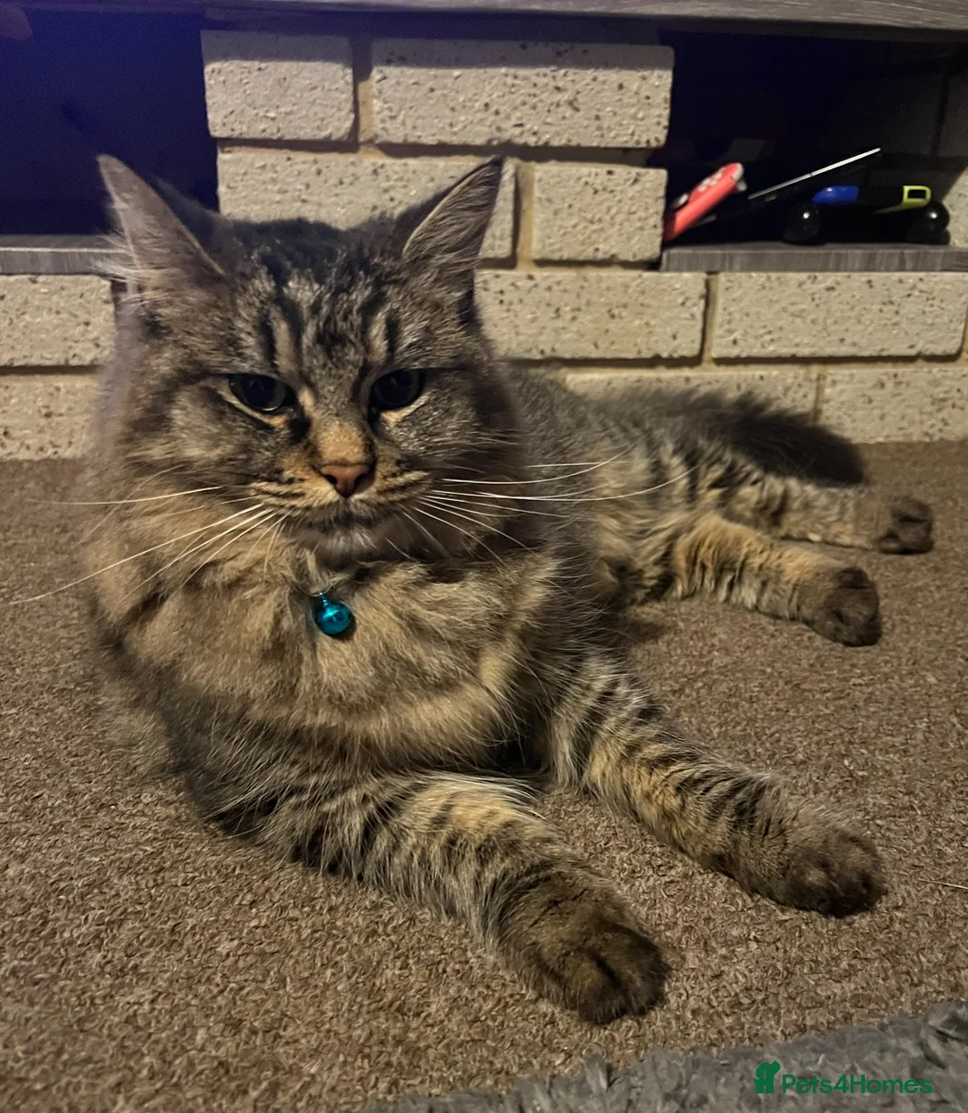 Maine Coon cats for sale: Maine coon cat - Advert 9