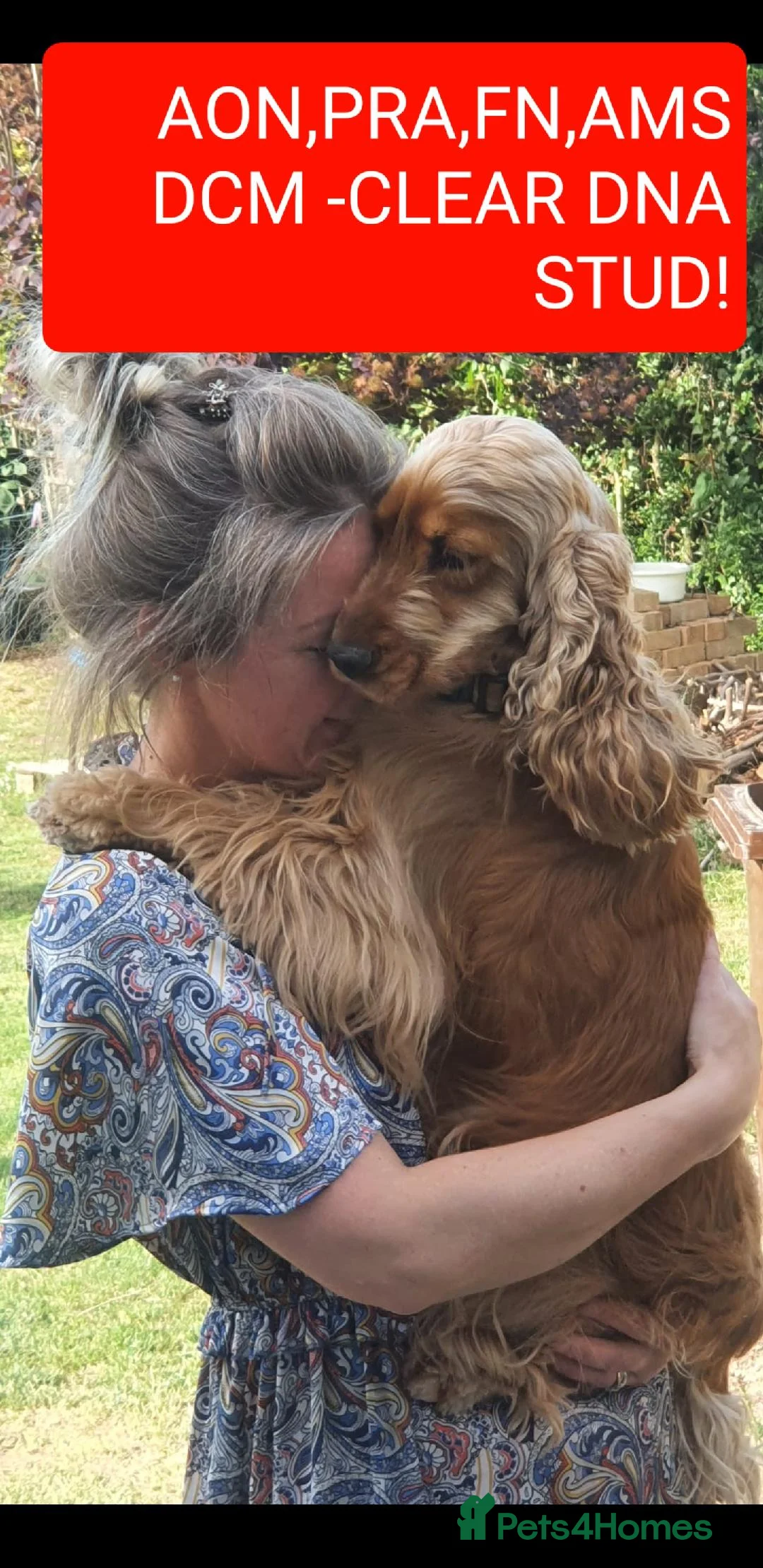 Cocker Spaniel dogs for stud: DNA TESTED/CLEAR KC SHOW GOLD COCKER SPANIEL STUD! in Harlow - Advert 4