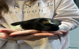 Guinea Pig rodents for sale: Baby guinea pigs for sale - Image 8