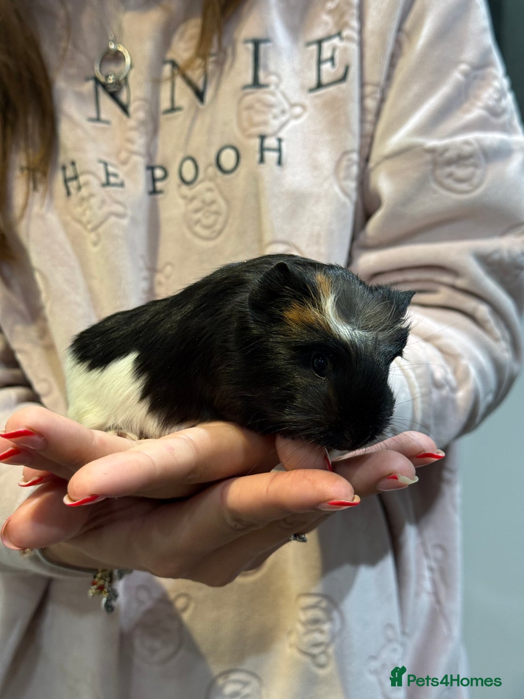 Guinea Pig rodents for sale: Baby guinea pigs for sale - Image 8