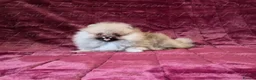 Pomeranian dogs for sale: Ultra Teddy Bear Pomeranian Puppies - Advert 7