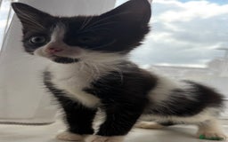 Mixed Breed cats for sale: 3 girls 1 boy - Image 2