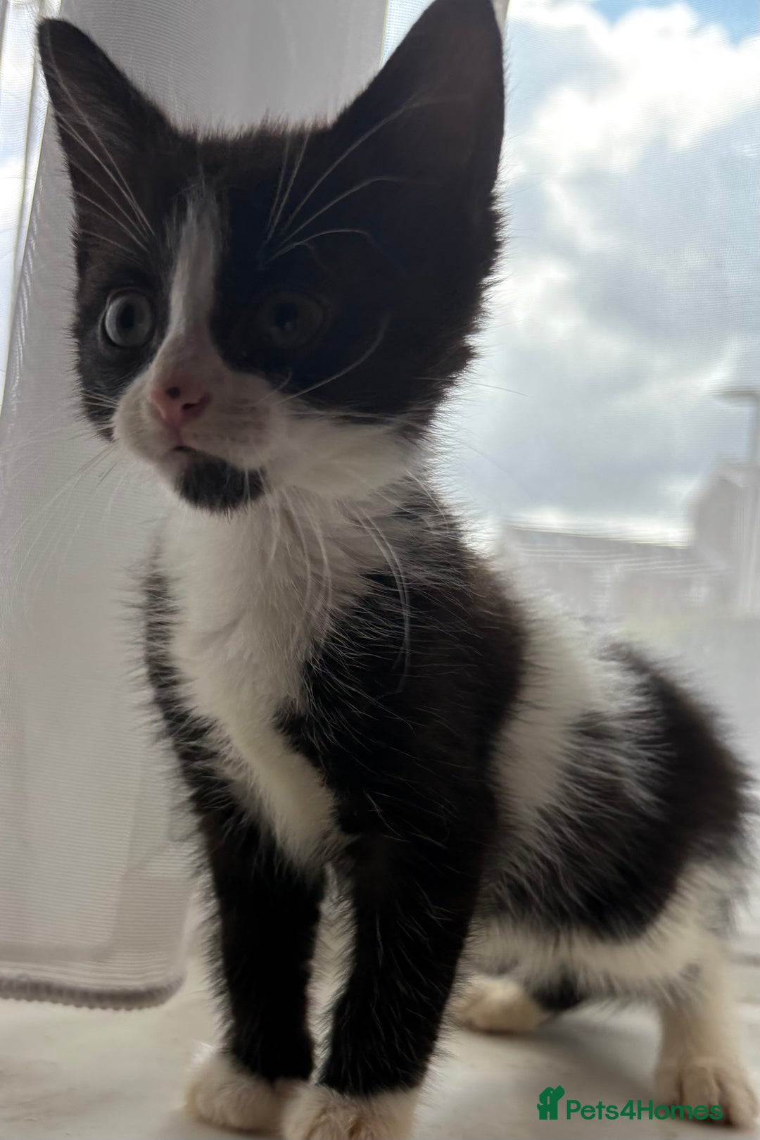 Mixed Breed cats for sale: 3 girls 1 boy - Image 2