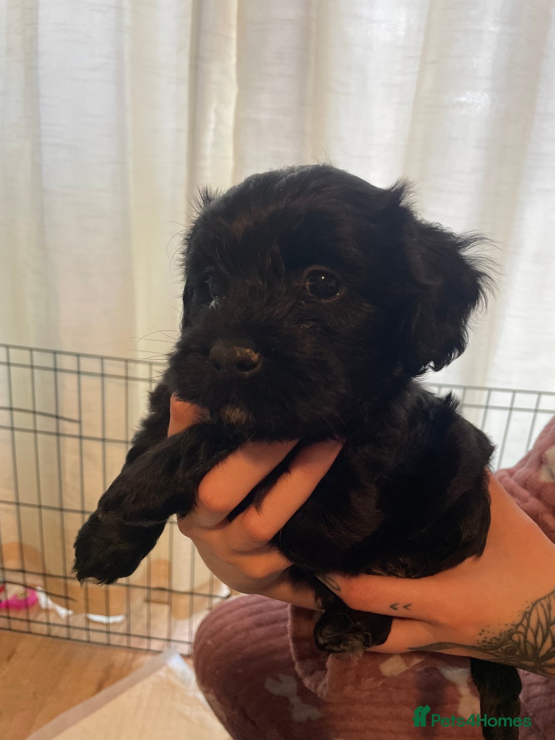 Mixed Breed dogs for sale: Gorgeous cockapoo cross puppies  - Advert 10
