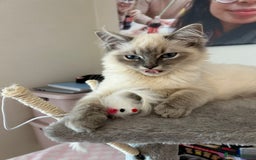 Ragdoll cats for sale: Adorable Ragdoll x Ragamuffin kittens - Image 1